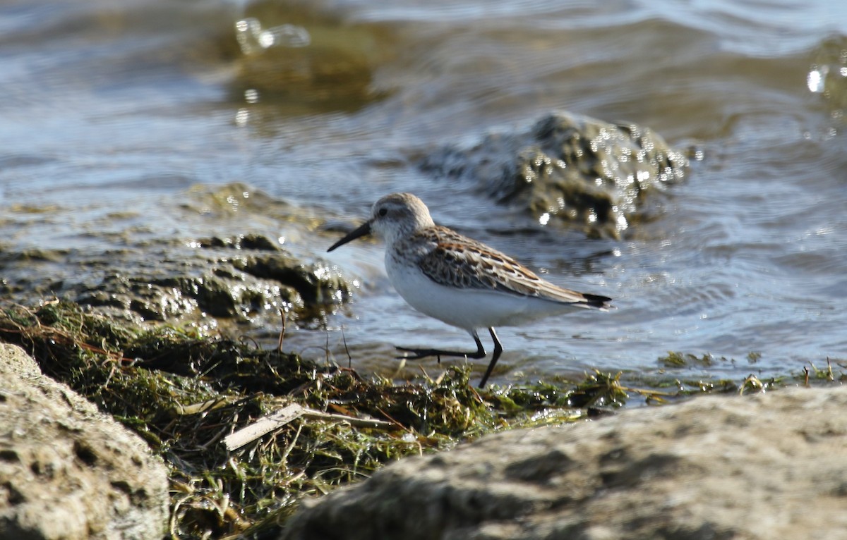 Bécasseau d'Alaska - ML624206506