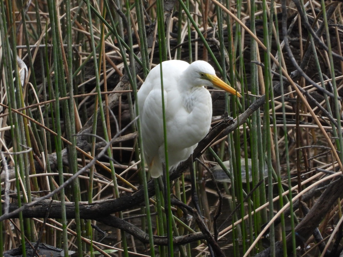 Plumed Egret - ML624206522