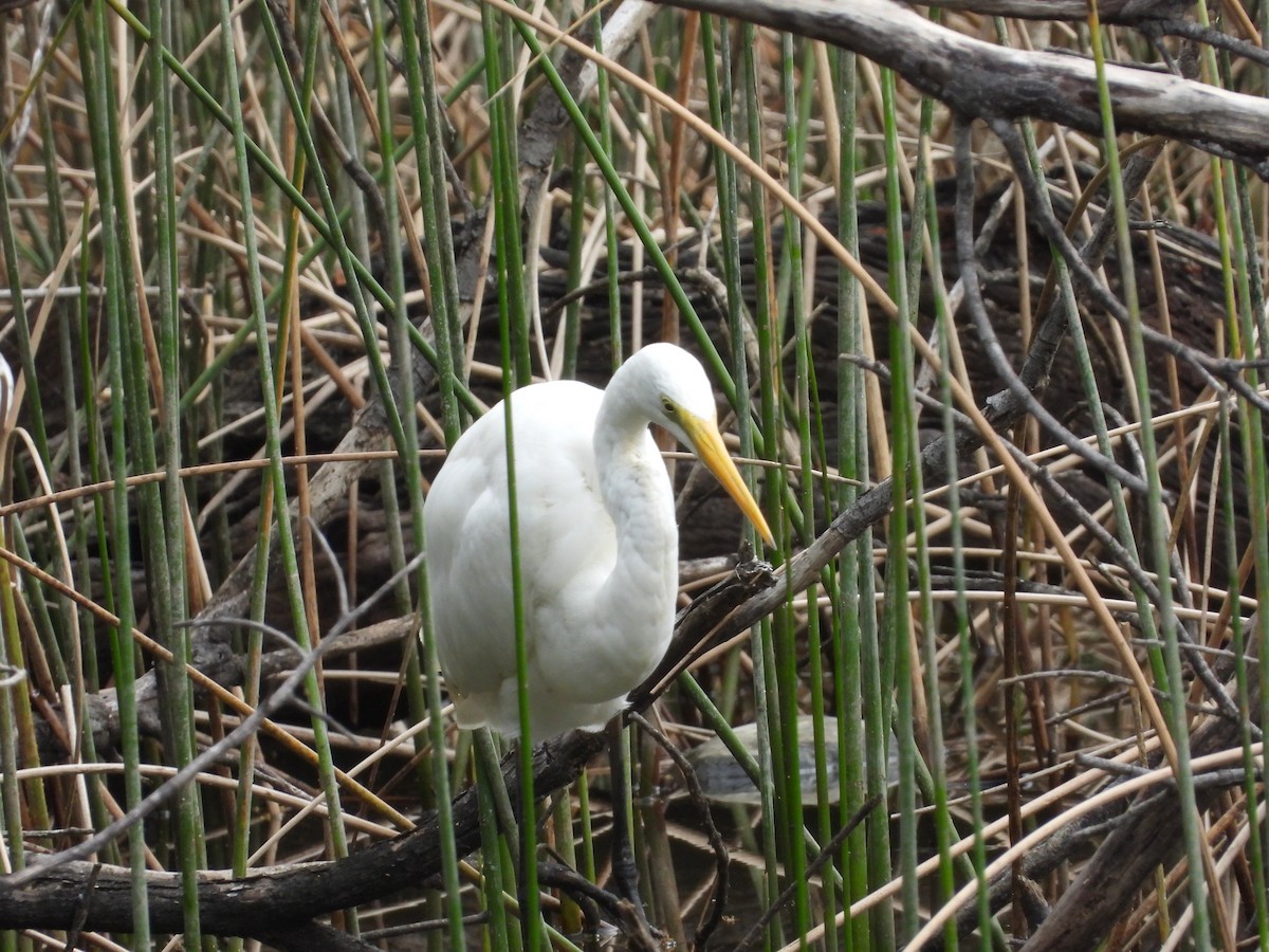 Plumed Egret - ML624206525