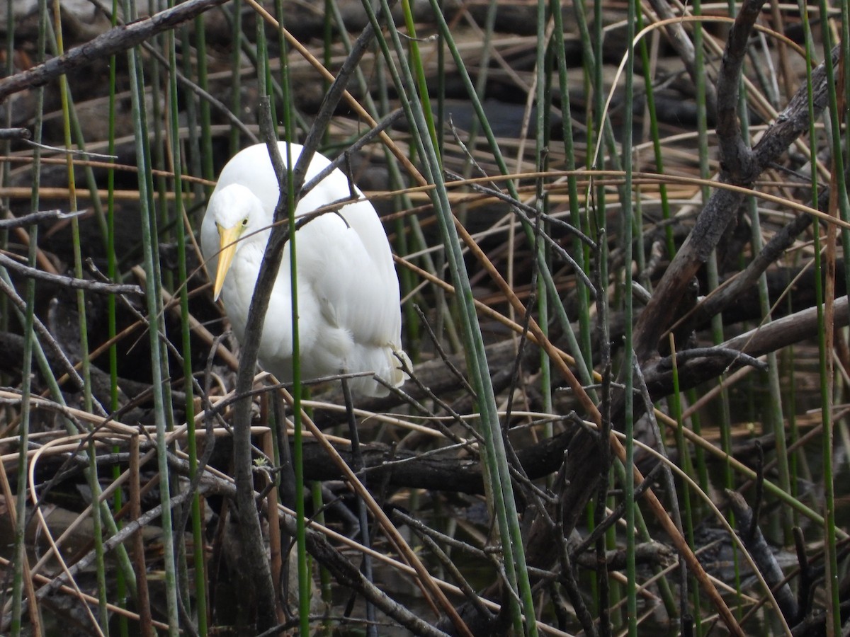 Plumed Egret - ML624206528