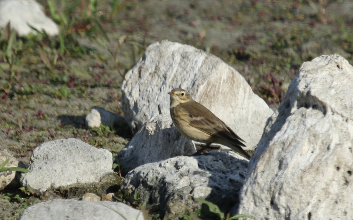 Pipit d'Amérique - ML624206529