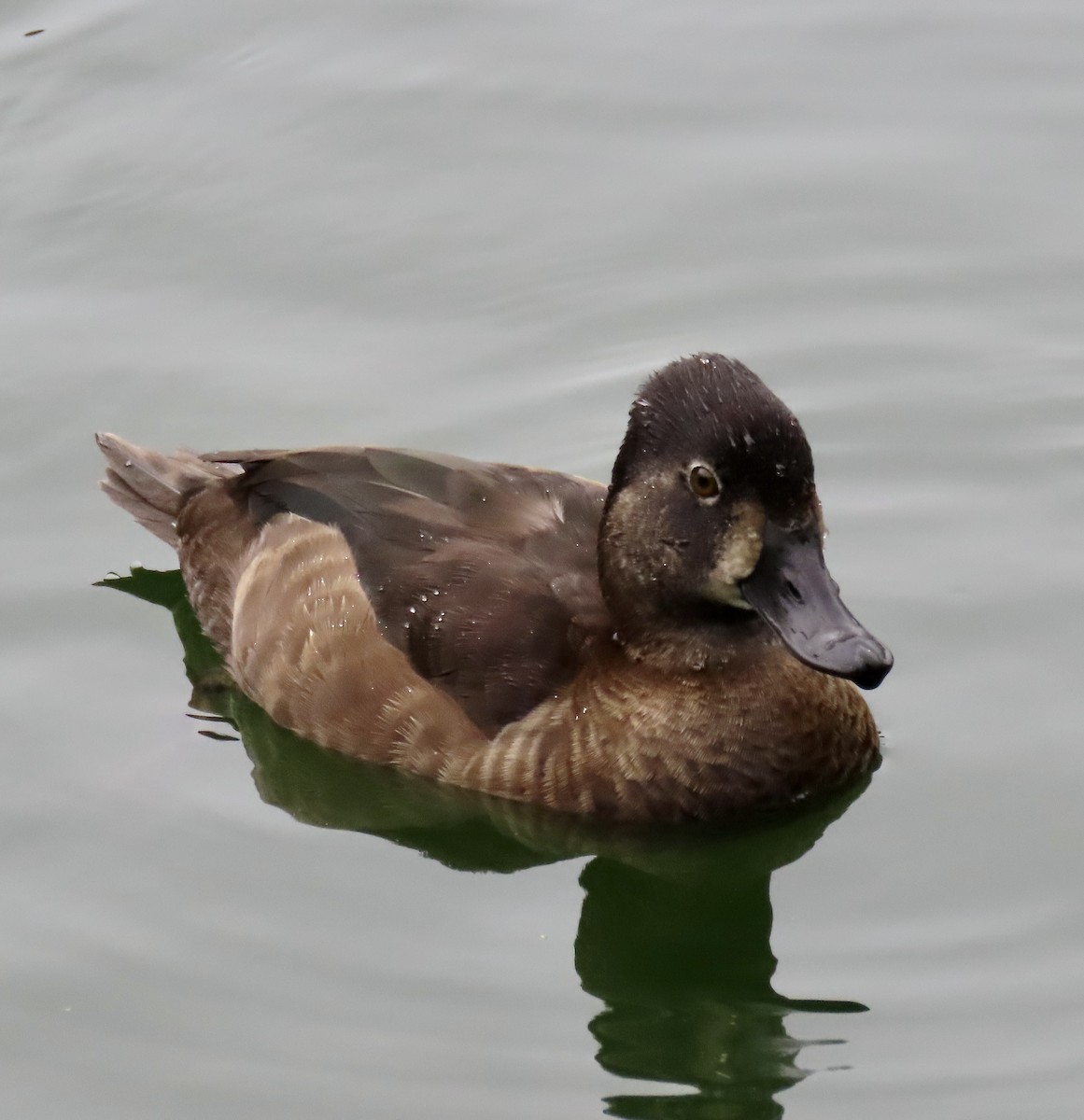 Ring-necked Duck - George Chrisman