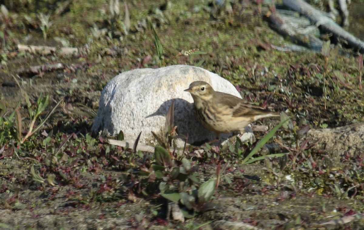 Pipit d'Amérique - ML624206538