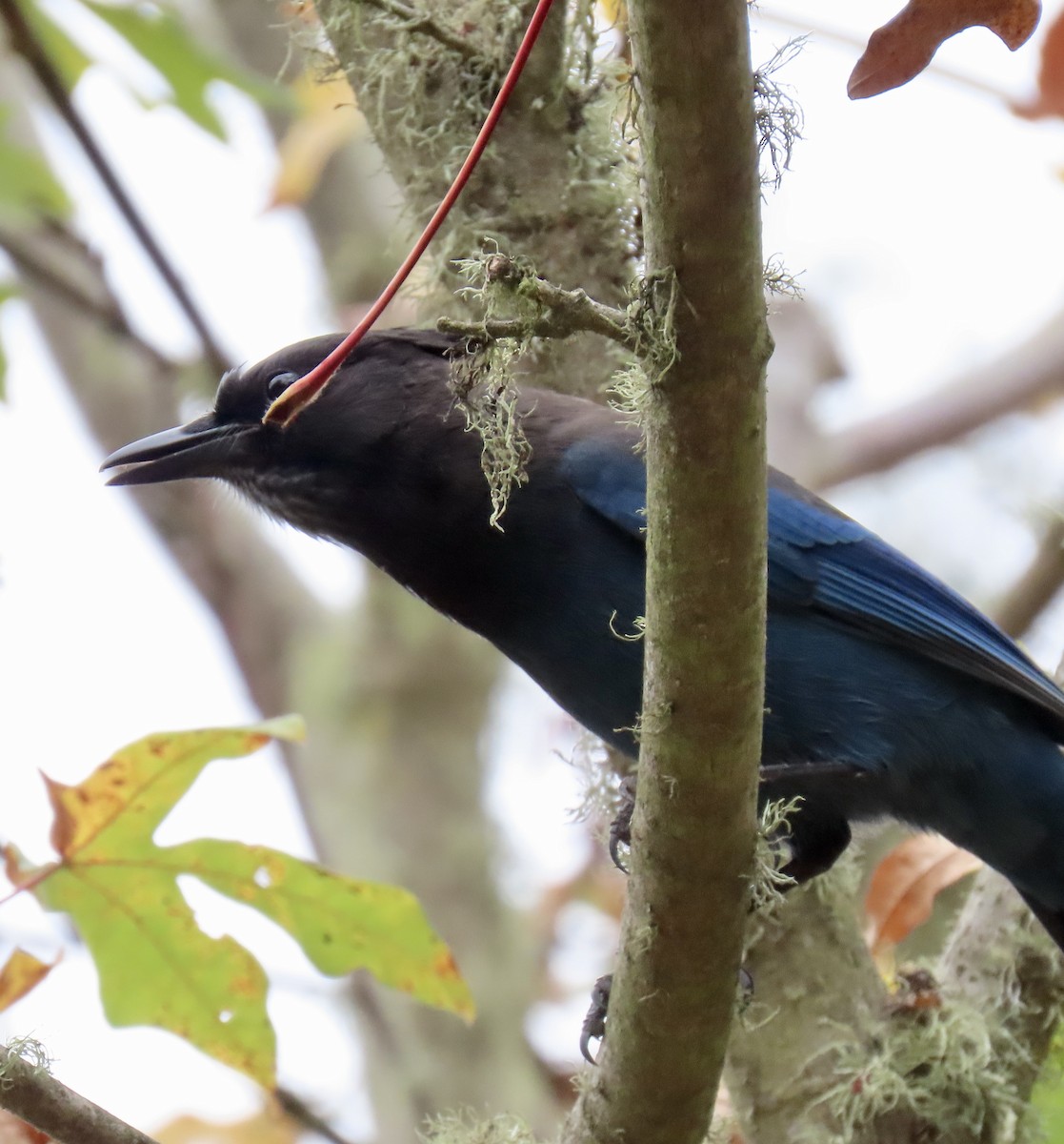 Steller's Jay - George Chrisman