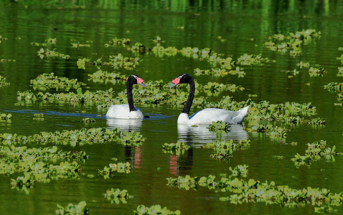 Black-necked Swan - ML624206566