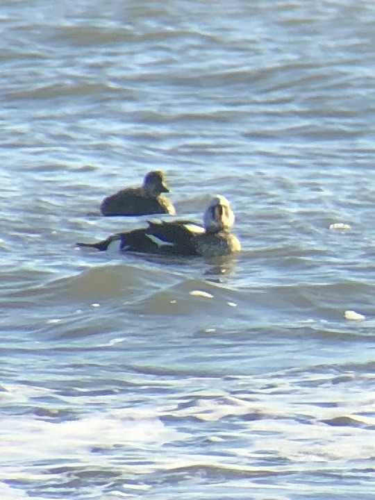 King Eider - ML624206569