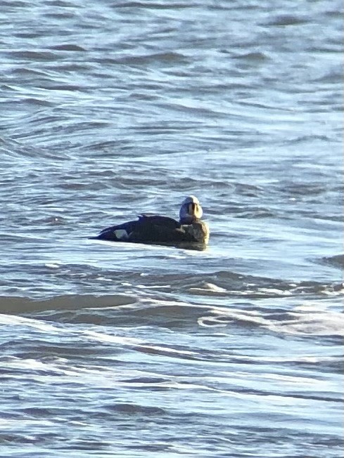 King Eider - ML624206570