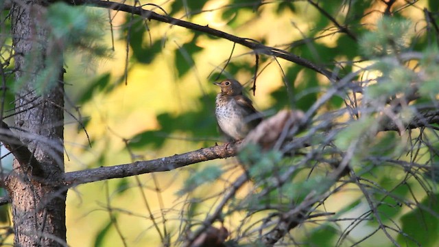 Swainson's Thrush - ML624206577