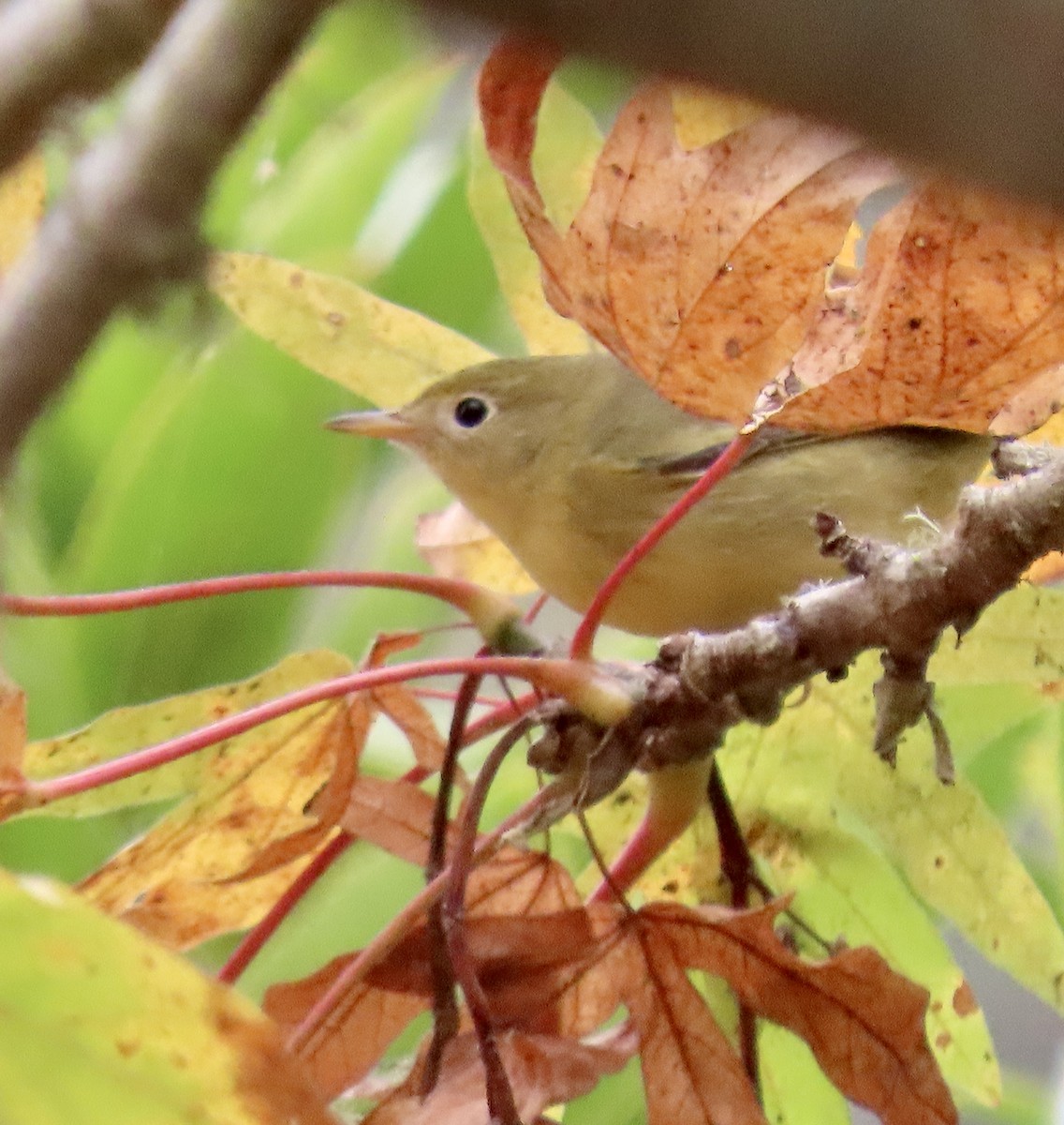 Yellow Warbler - George Chrisman