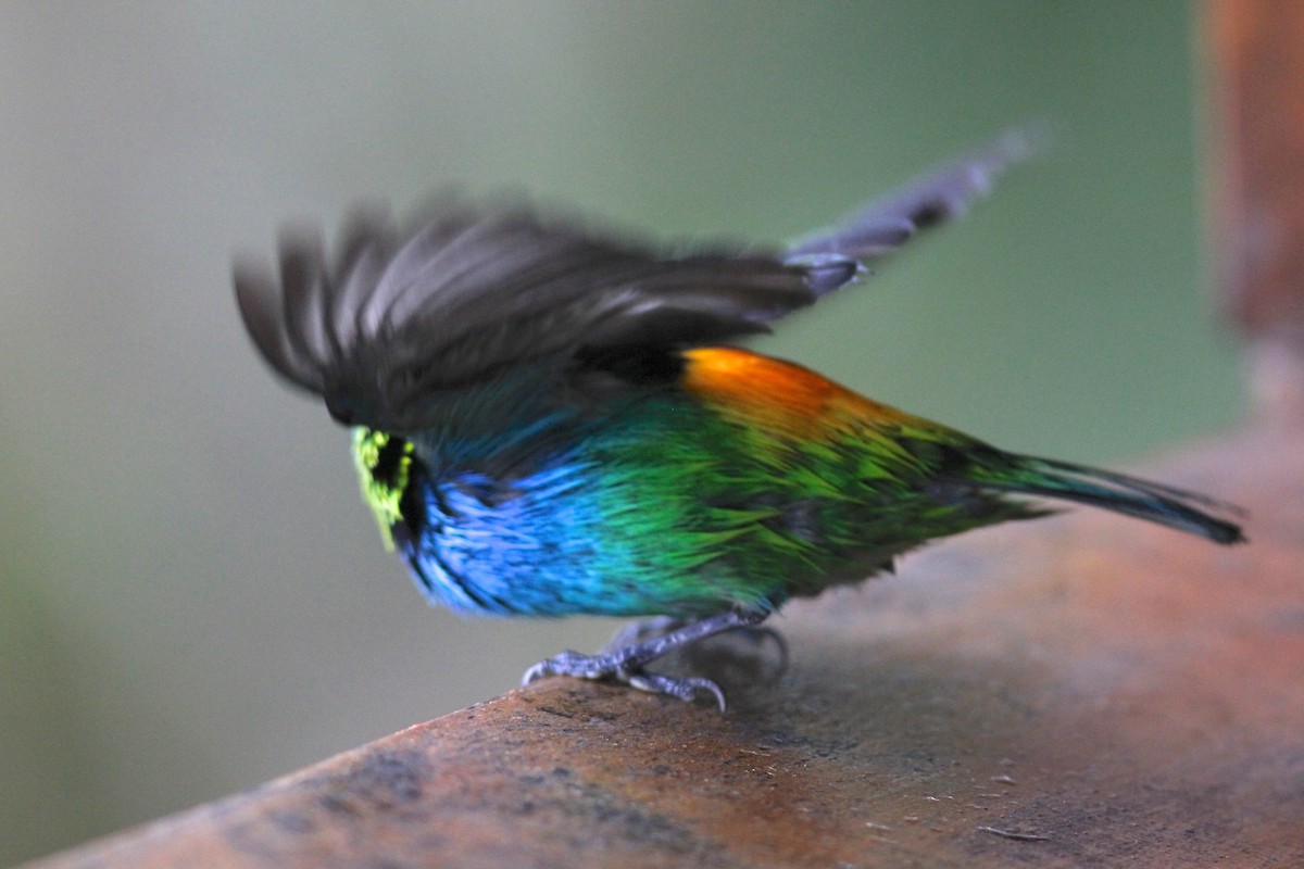 Green-headed Tanager - ML62420661