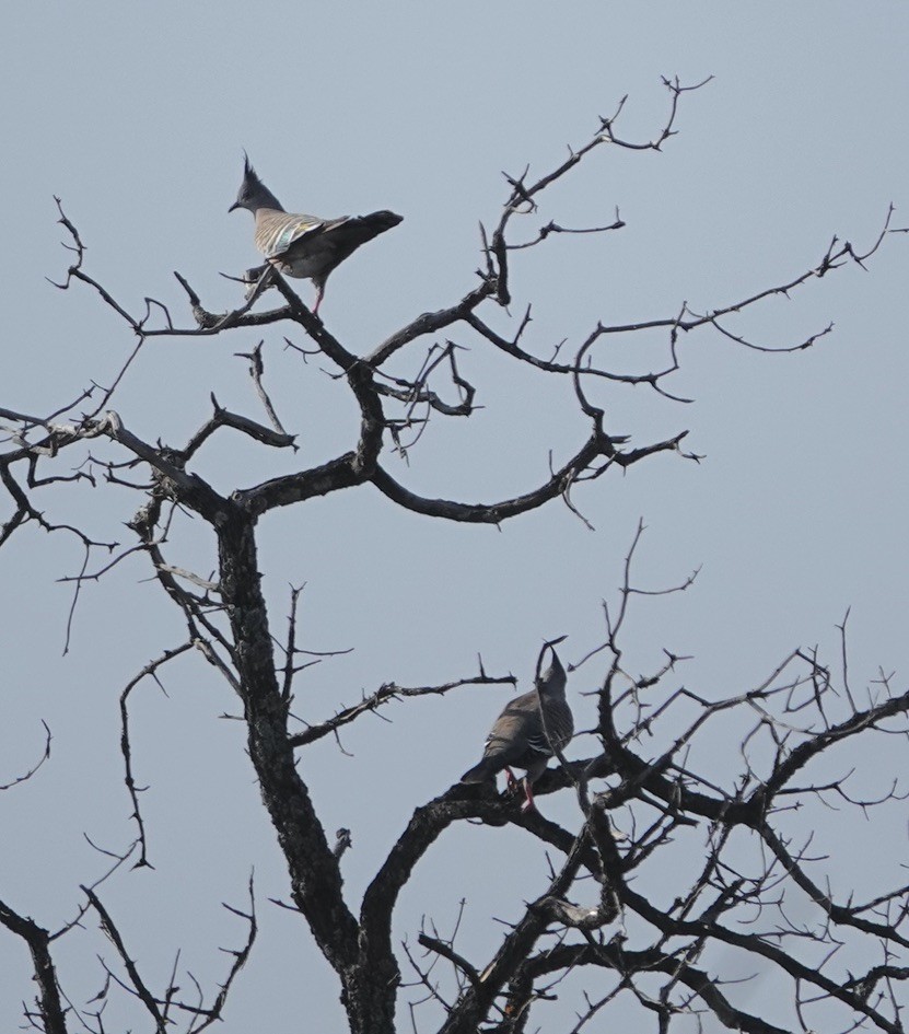 Crested Pigeon - ML624206619