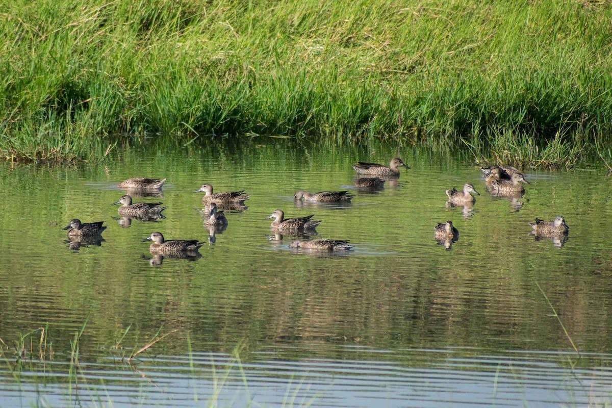 Blue-winged Teal - ML624206629