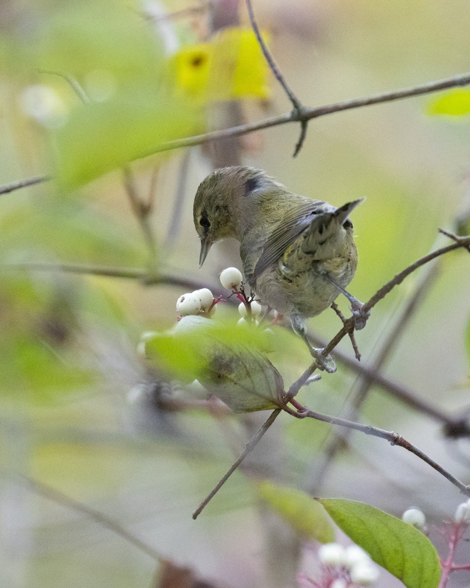 Paruline obscure - ML624206635