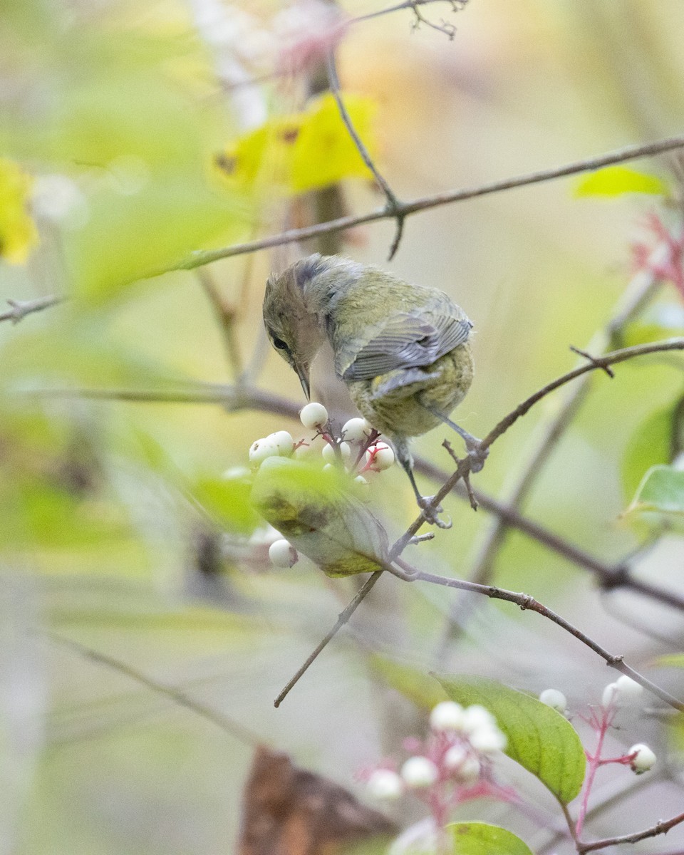 Paruline obscure - ML624206636