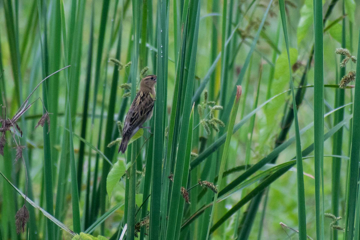 Bobolink - ML624206646