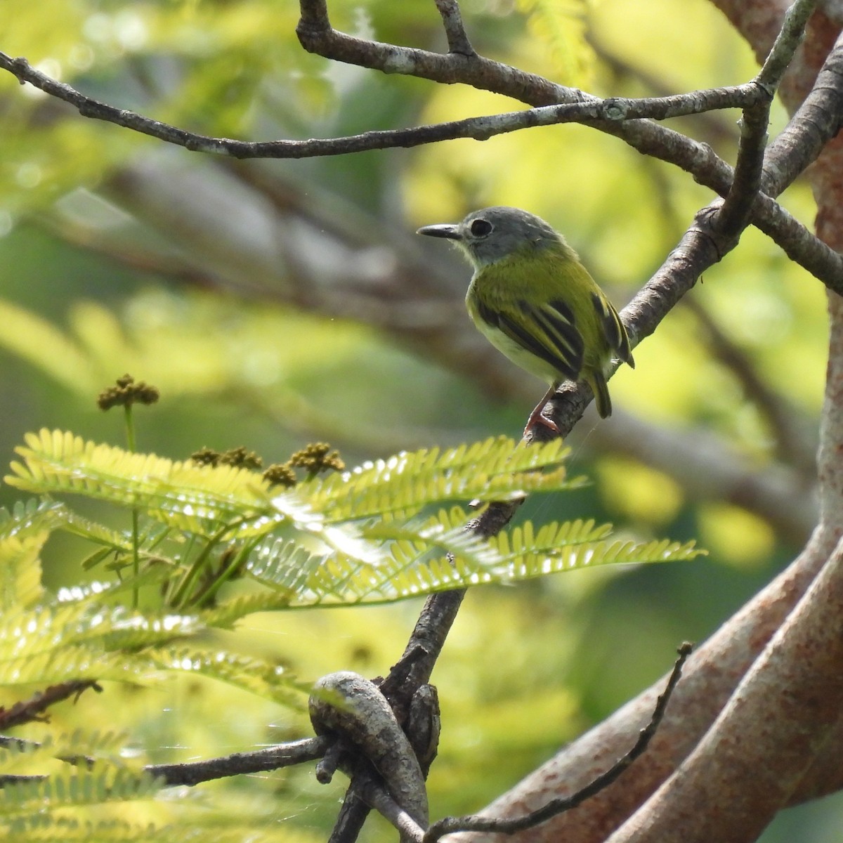 Short-tailed Pygmy-Tyrant - ML624206657