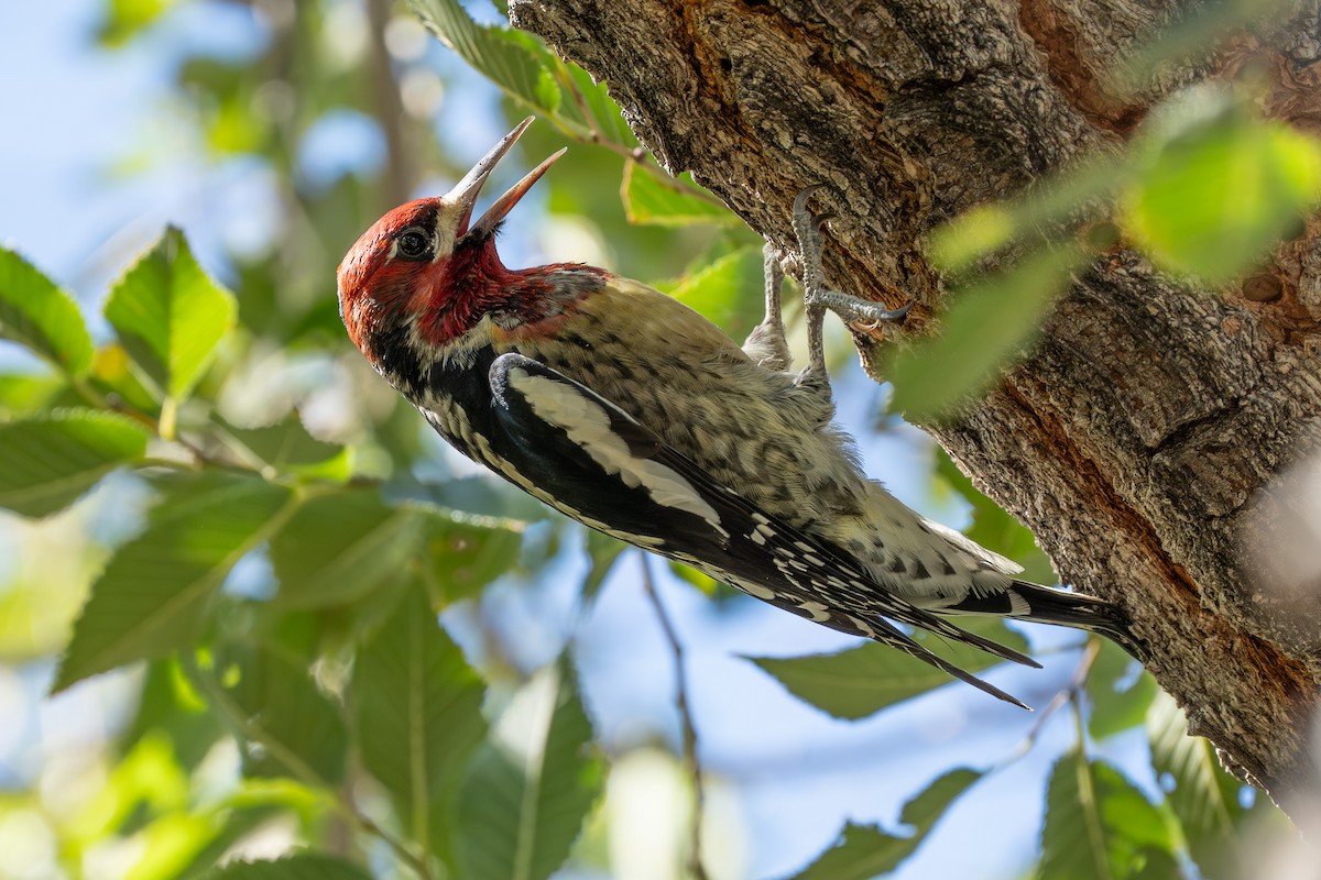 Red-naped x Red-breasted Sapsucker (hybrid) - ML624206706