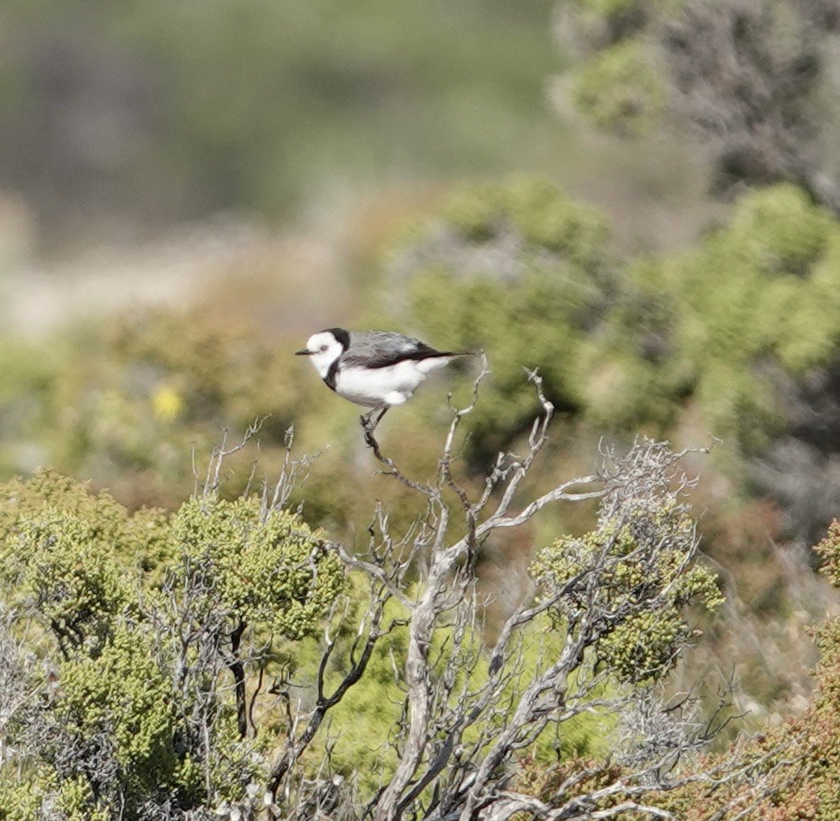 White-fronted Chat - ML624206709