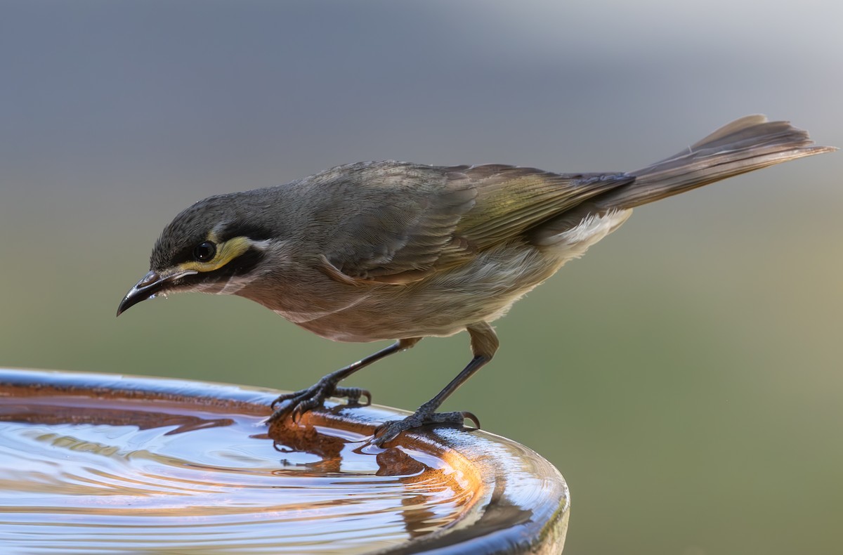 Yellow-faced Honeyeater - ML624206710