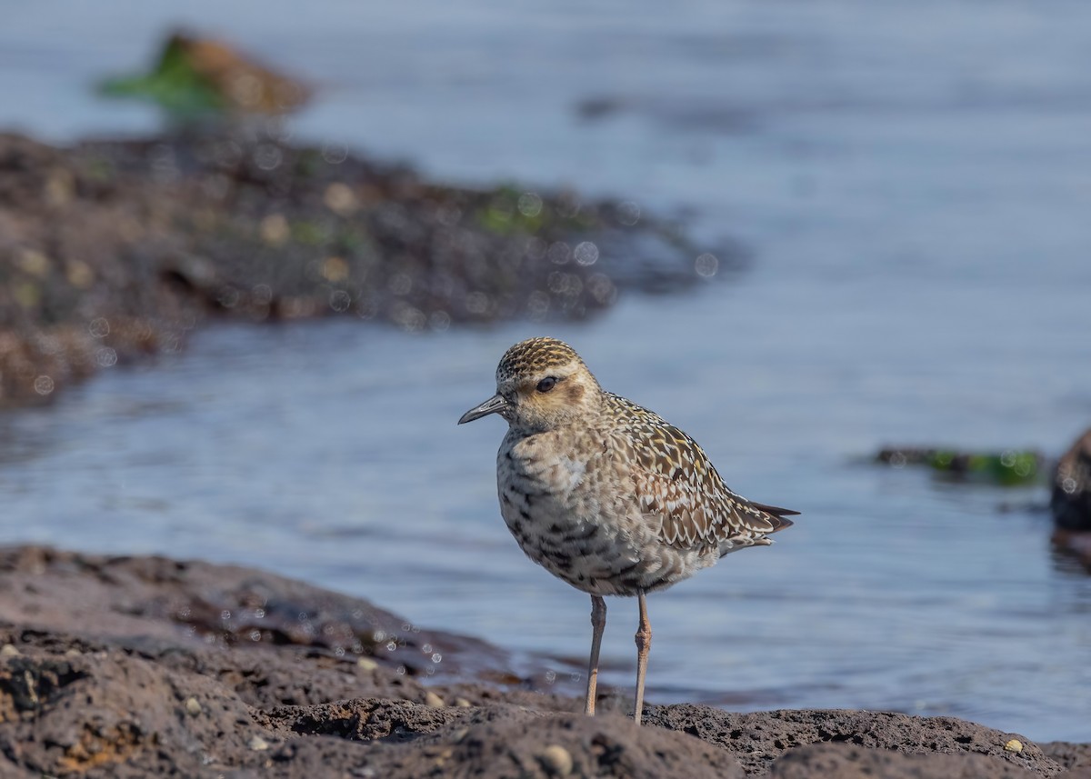 Pacific Golden-Plover - ML624206736