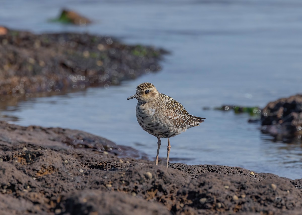 Chorlito Dorado Siberiano - ML624206737