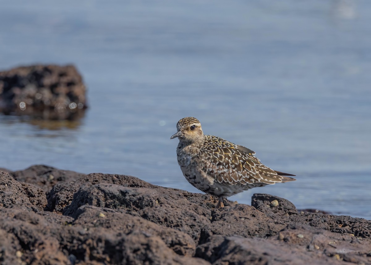 Chorlito Dorado Siberiano - ML624206738