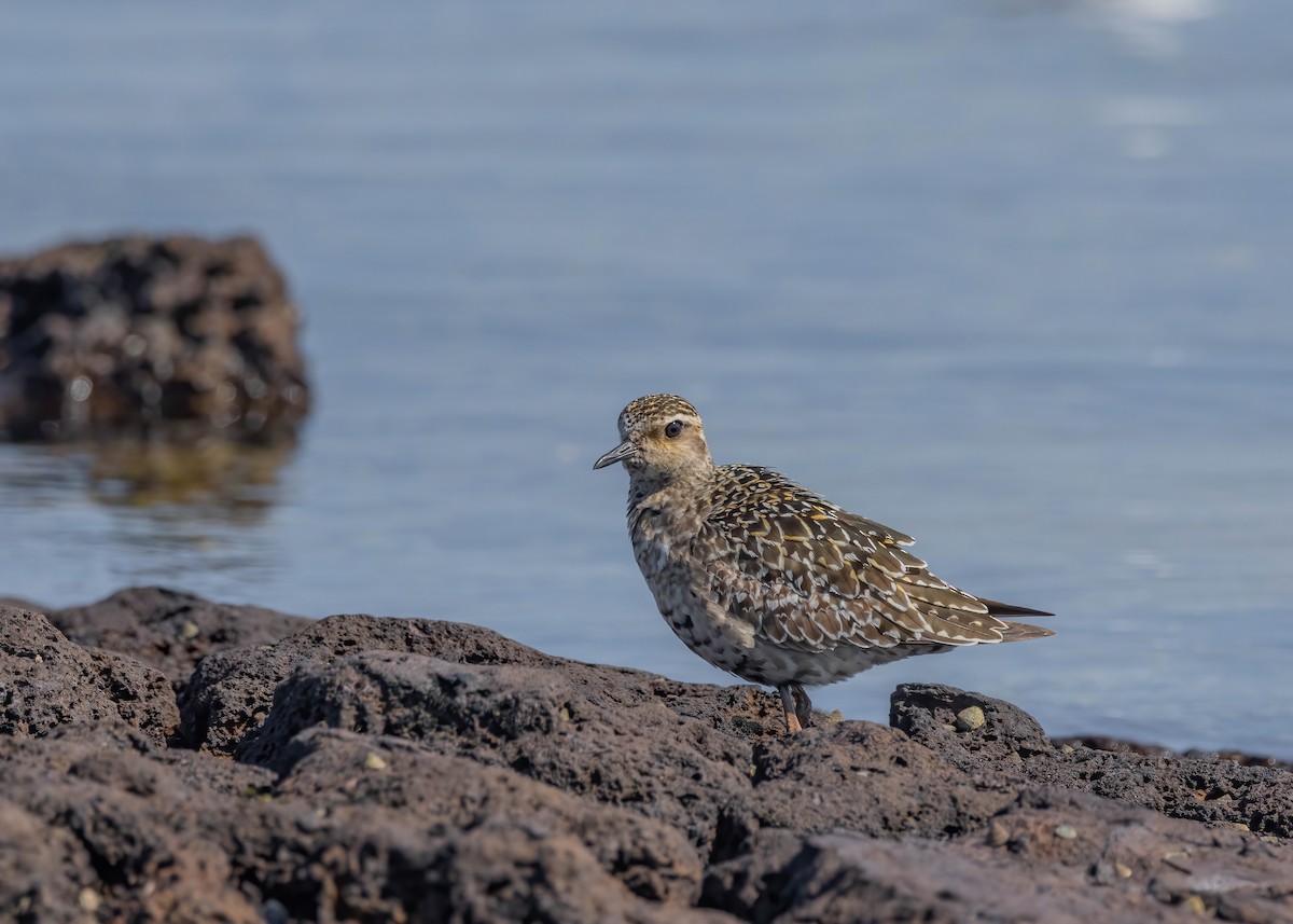 Pacific Golden-Plover - Robert Gully