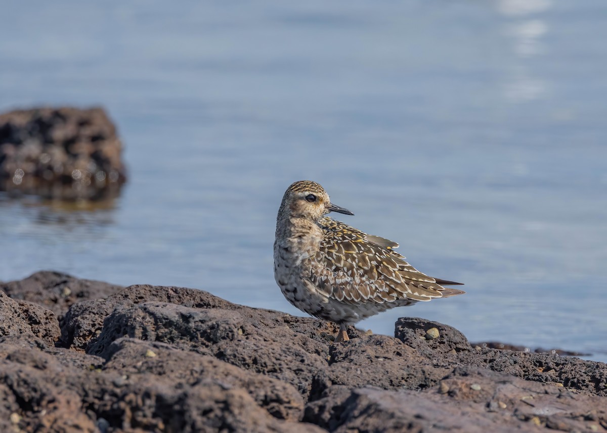 Pacific Golden-Plover - ML624206740