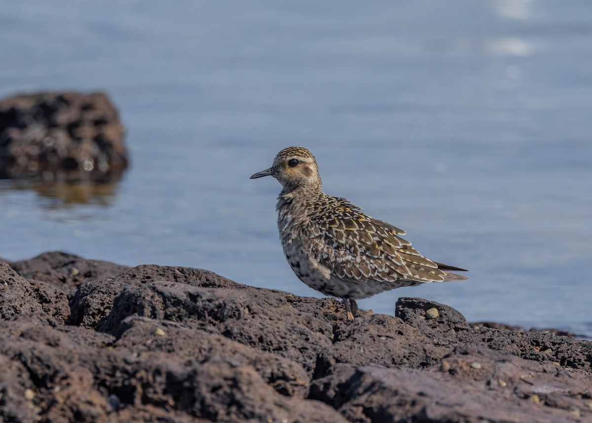 Chorlito Dorado Siberiano - ML624206741