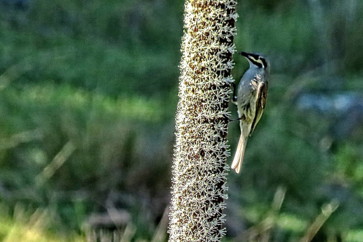 Yellow-faced Honeyeater - ML624206758