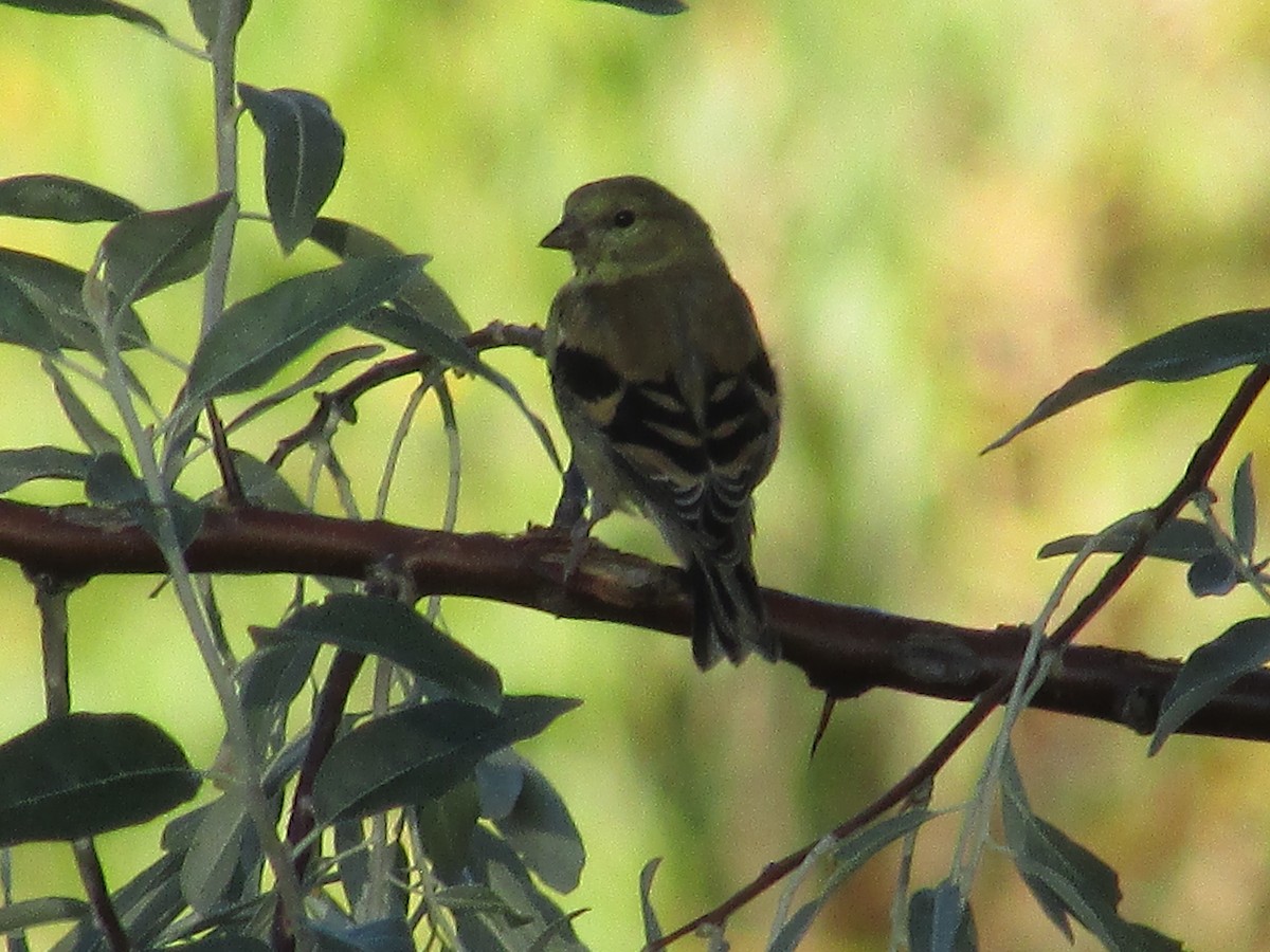 American Goldfinch - ML624206763