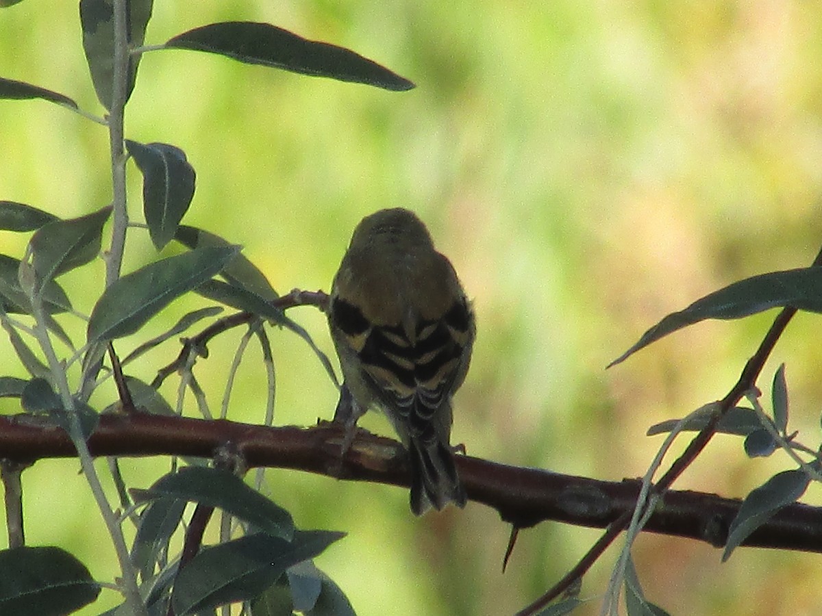 American Goldfinch - Felice  Lyons