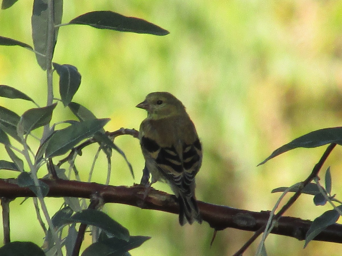 American Goldfinch - ML624206765