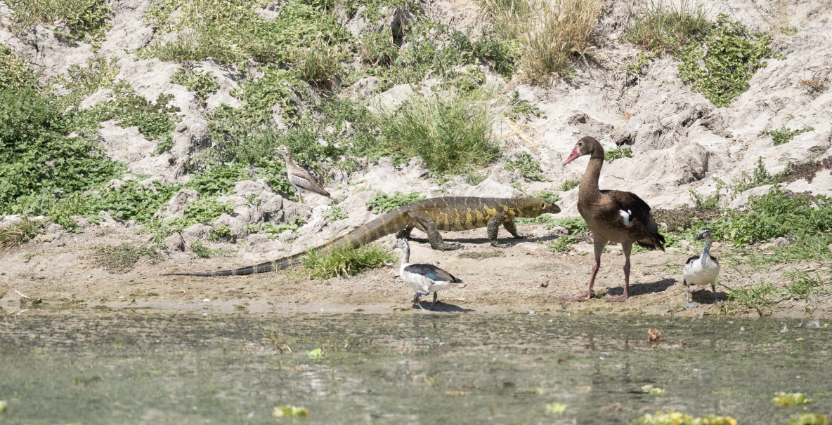 Spur-winged Goose - ML624206773