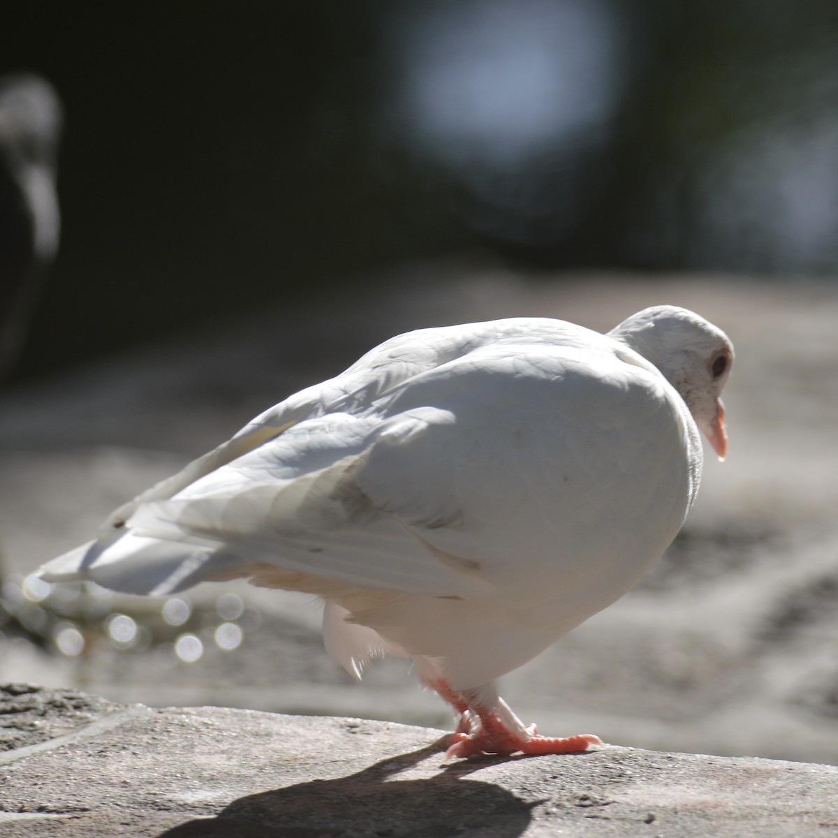 Rock Pigeon (Feral Pigeon) - ML624206776