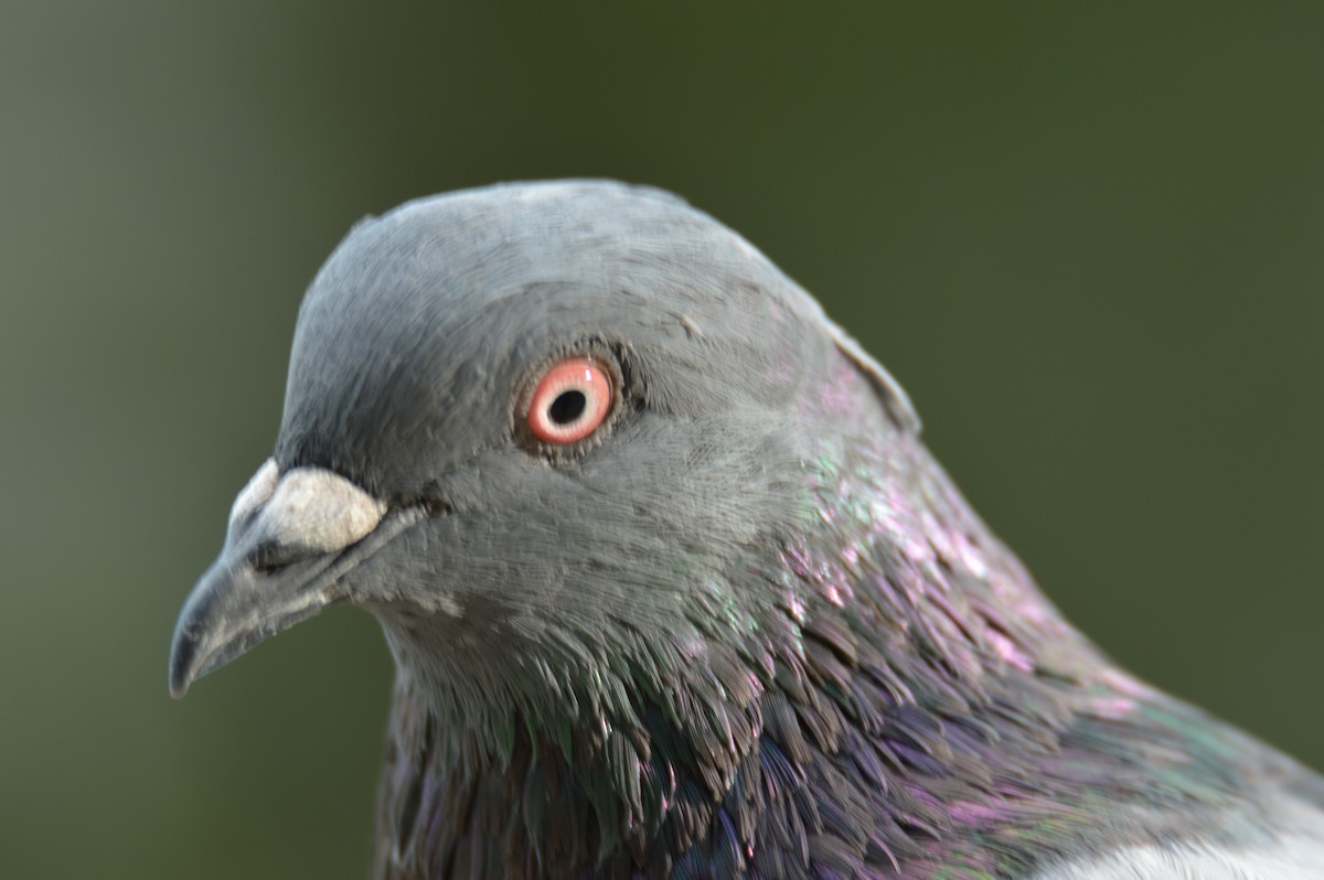 Rock Pigeon (Feral Pigeon) - ML624206777