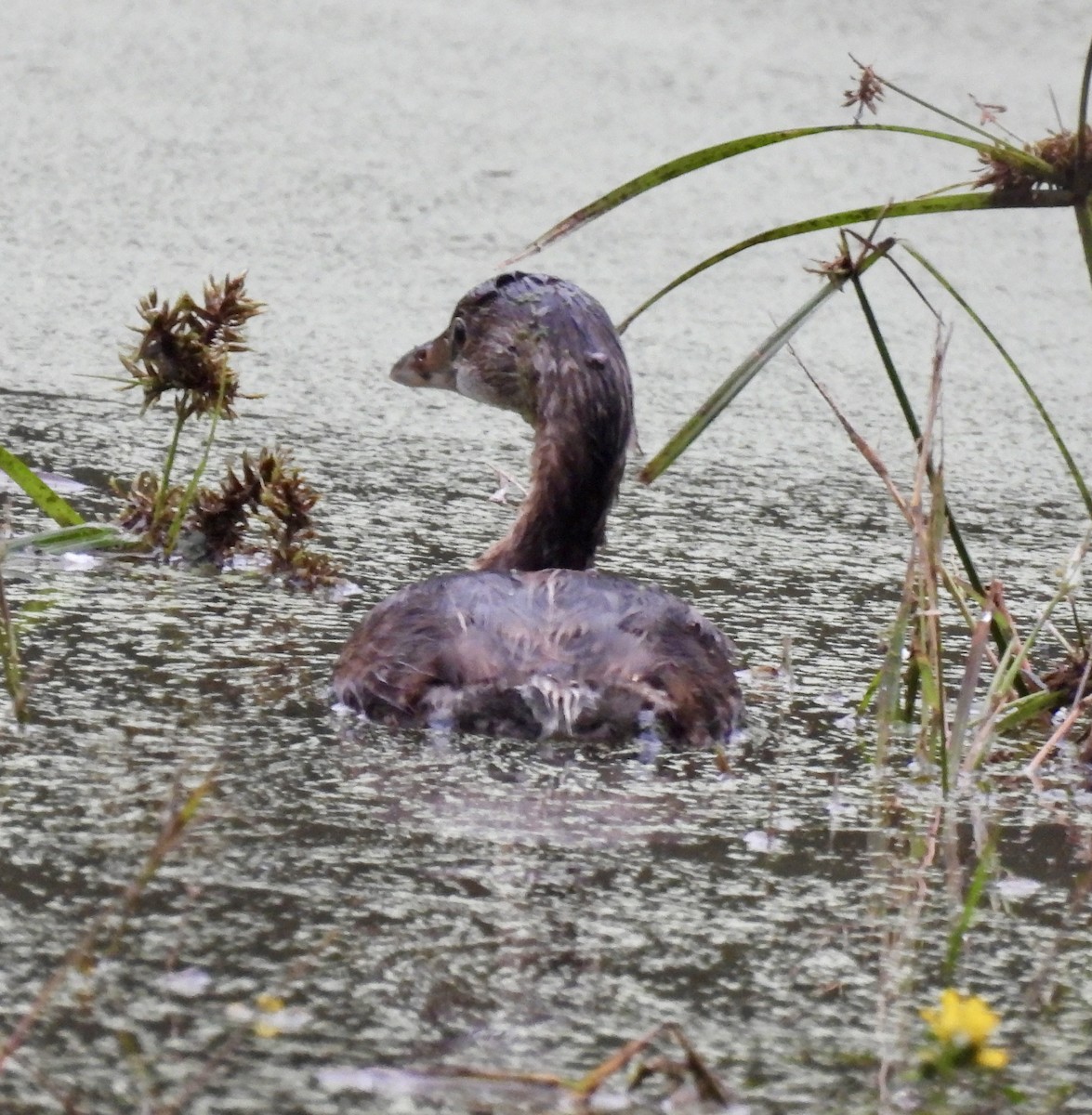 Pied-billed Grebe - ML624206794