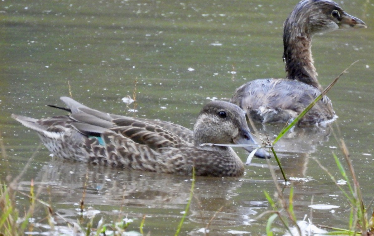 Pied-billed Grebe - ML624206795