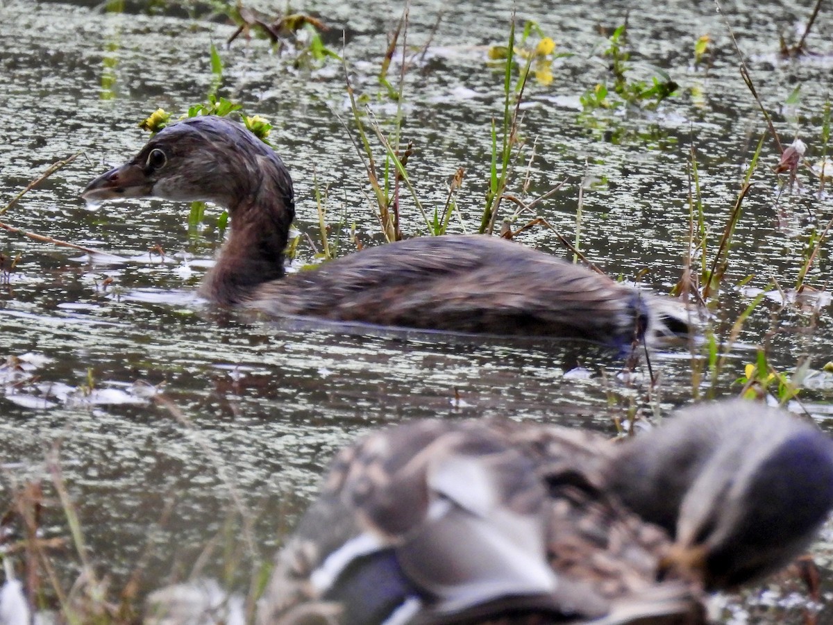 Pied-billed Grebe - ML624206796