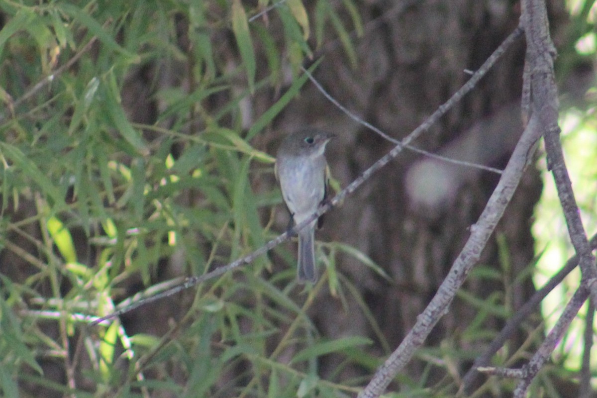 Hammond's/Dusky Flycatcher - ML624206888