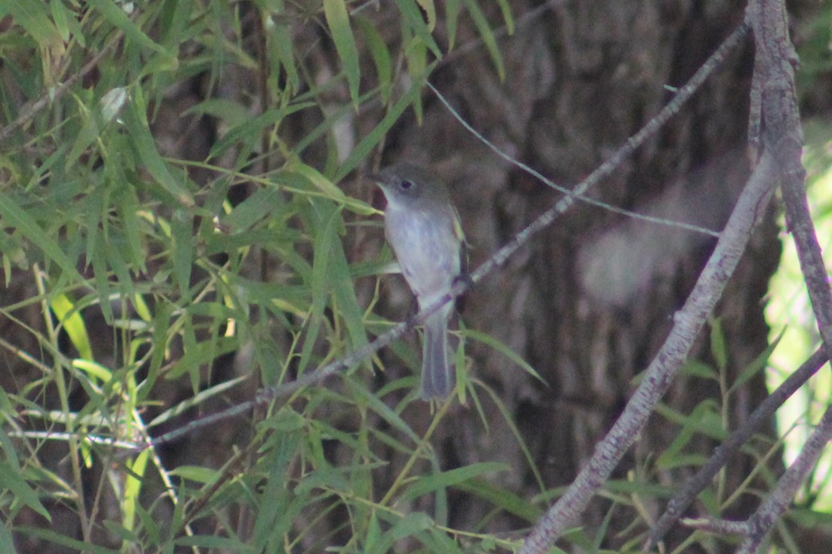 Hammond's/Dusky Flycatcher - ML624206889