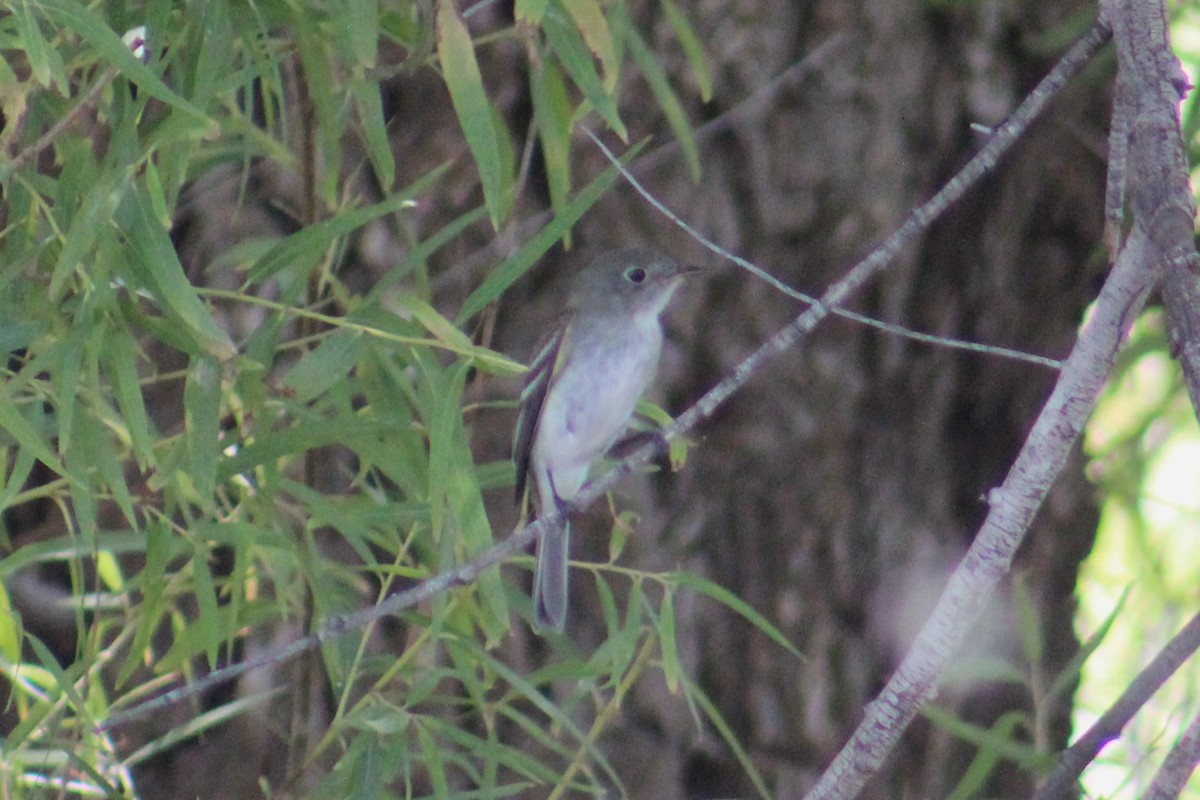 Hammond's/Dusky Flycatcher - ML624206890