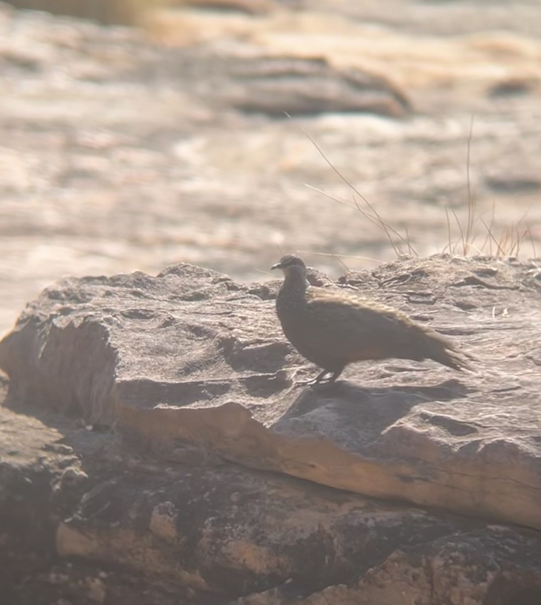 Chestnut-quilled Rock-Pigeon - Jordan Webber