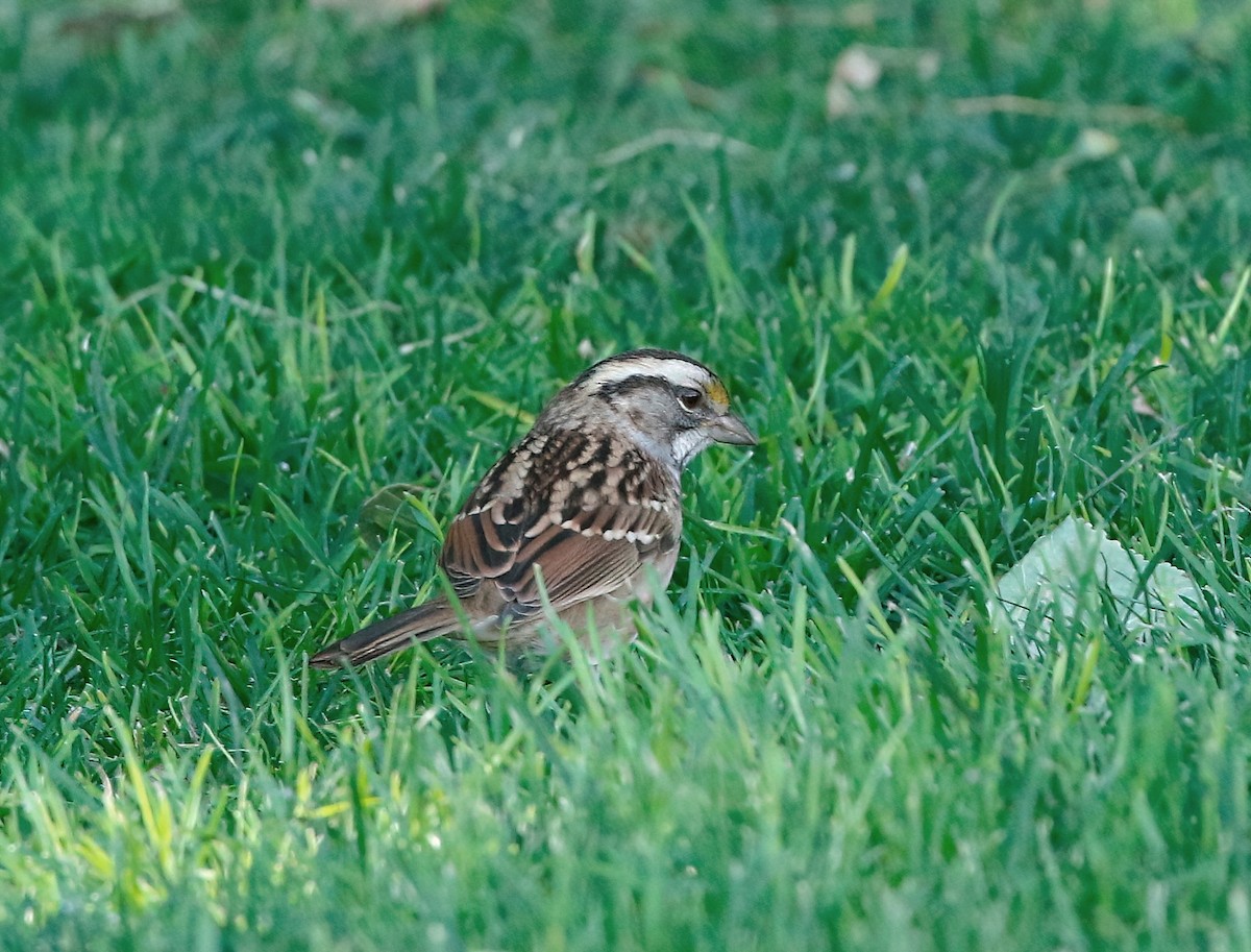 White-throated Sparrow - ML624206906