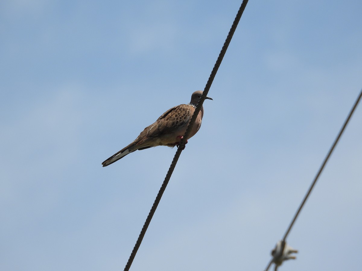 Spotted Dove - Monica Mesch