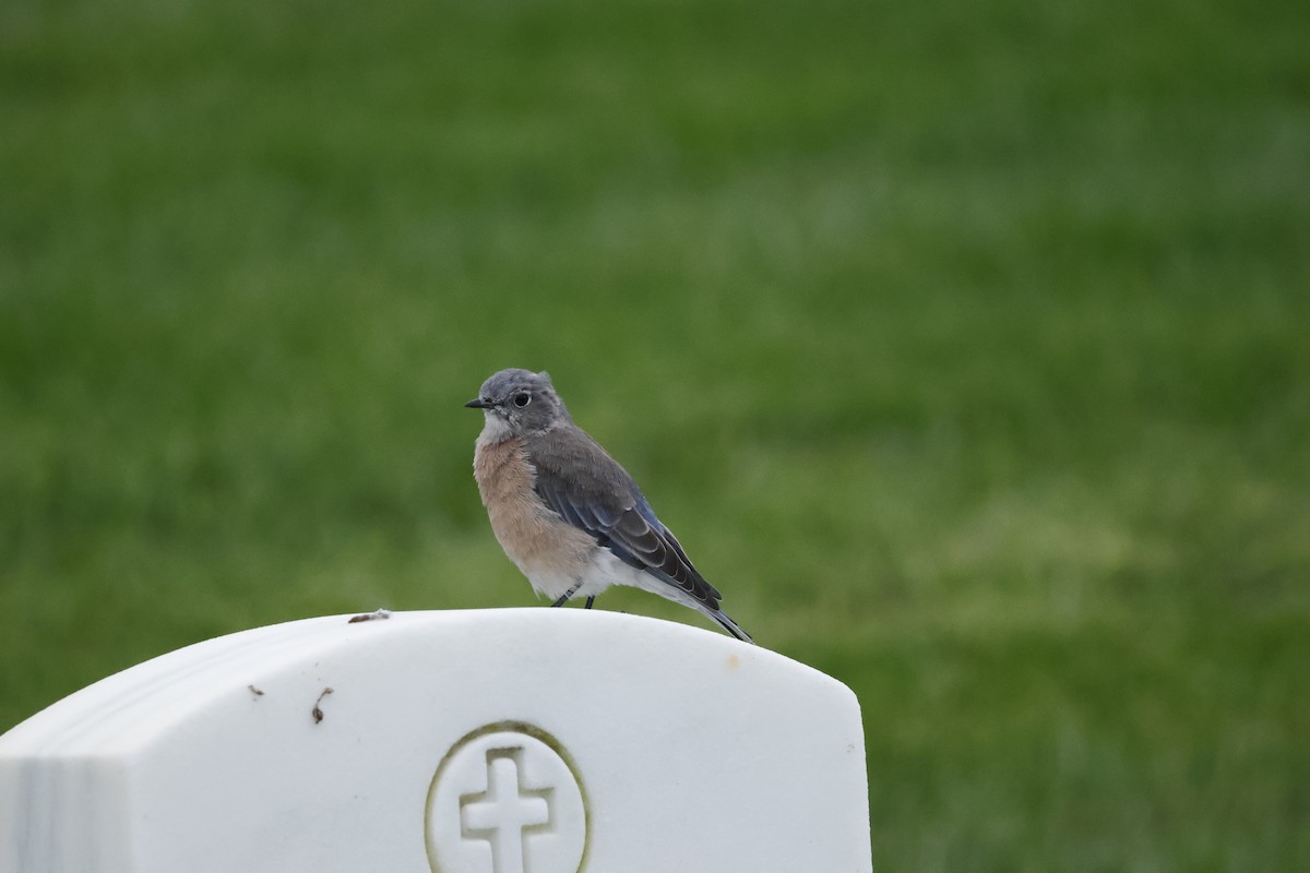 Western Bluebird - ML624206920