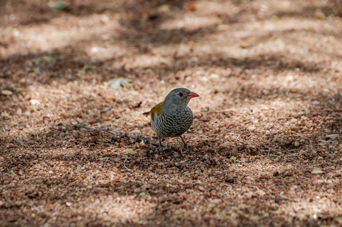 Green-winged Pytilia - ML624206924