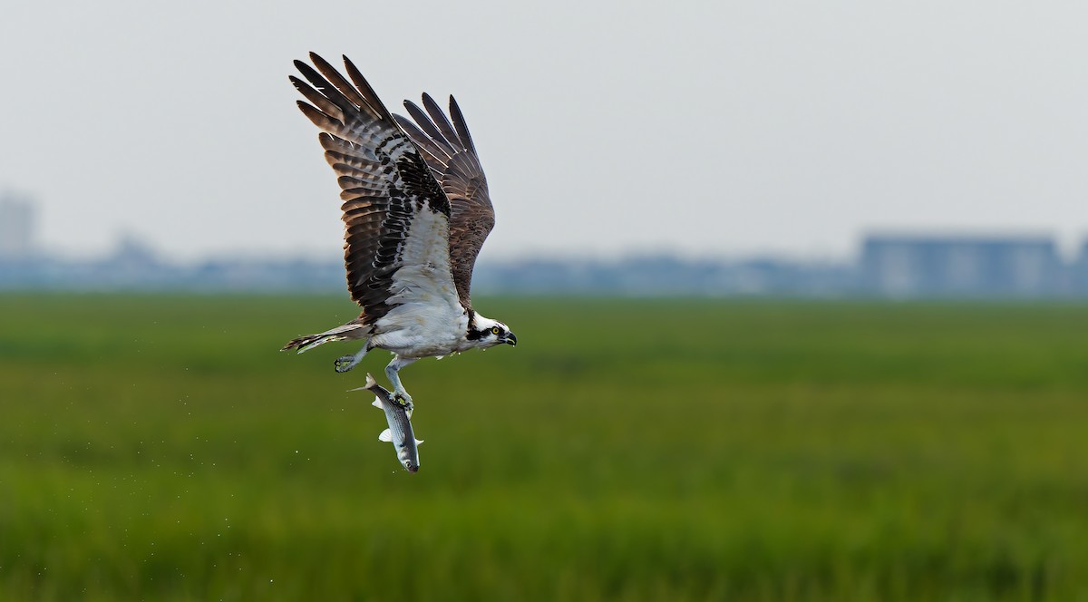 Águila Pescadora - ML624206945