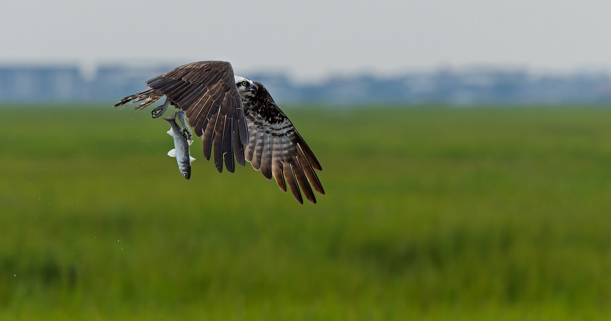 Águila Pescadora - ML624206946