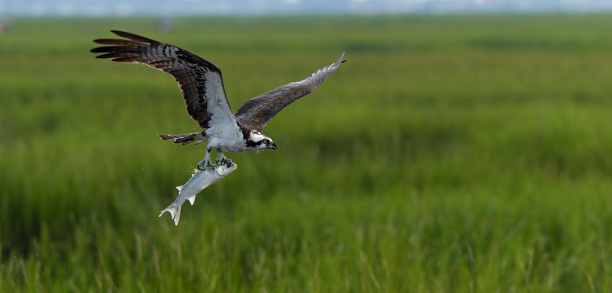 Águila Pescadora - ML624206949